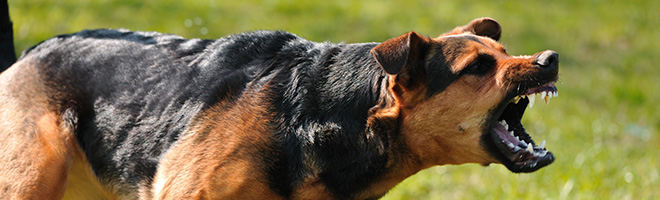 Ferocious dog ready to bite