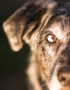 Dog that may cause a dog bite injury