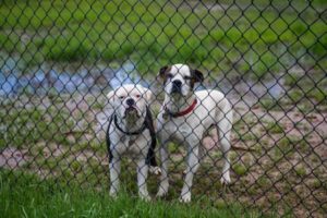 Two mean dogs behind a fence