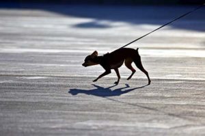 Small dog walking on a leash