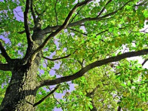 Oak Tree a Liability on Homeowner's Property
